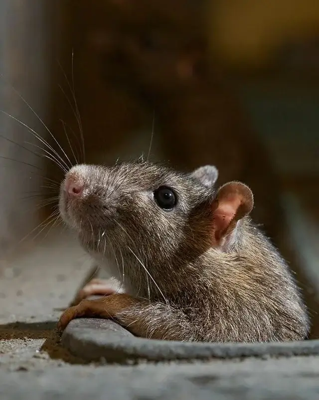 Dedetizadora de Ratos em Jaraguá do Sul